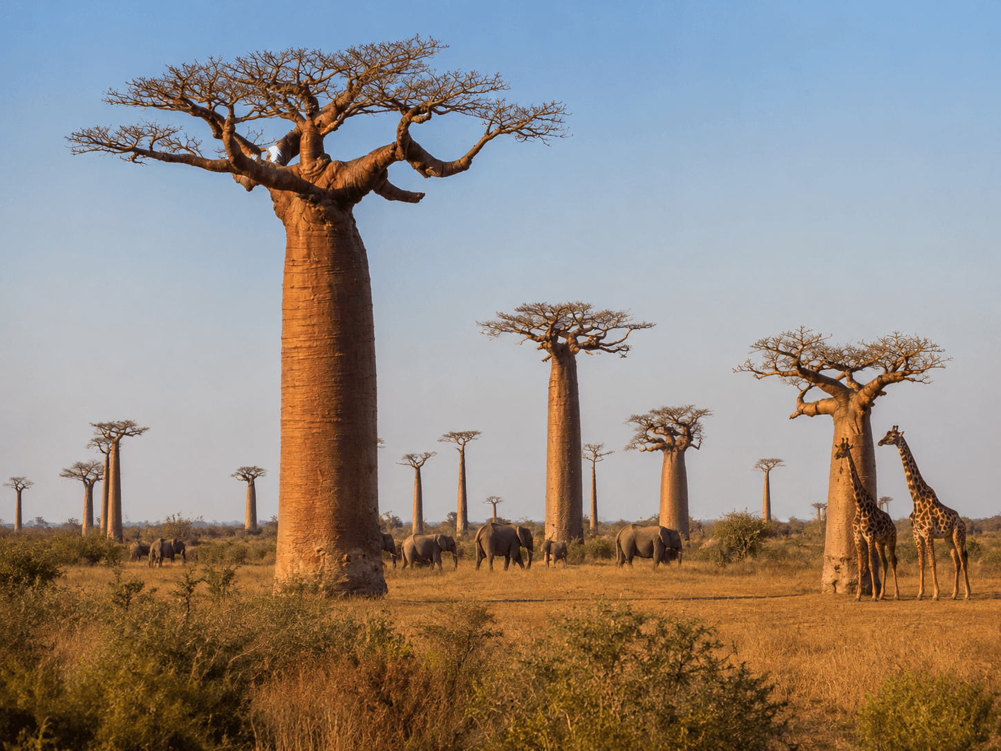 Beautiful African Landscape with Baobab Tree